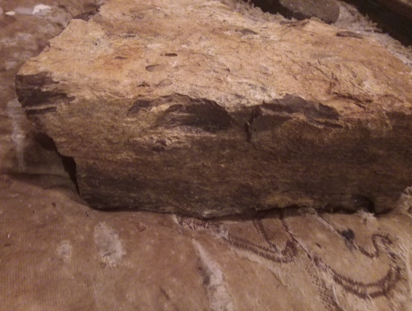 Petrified Wood Rock Specimens Lot of 2 Prehistoric Fossils