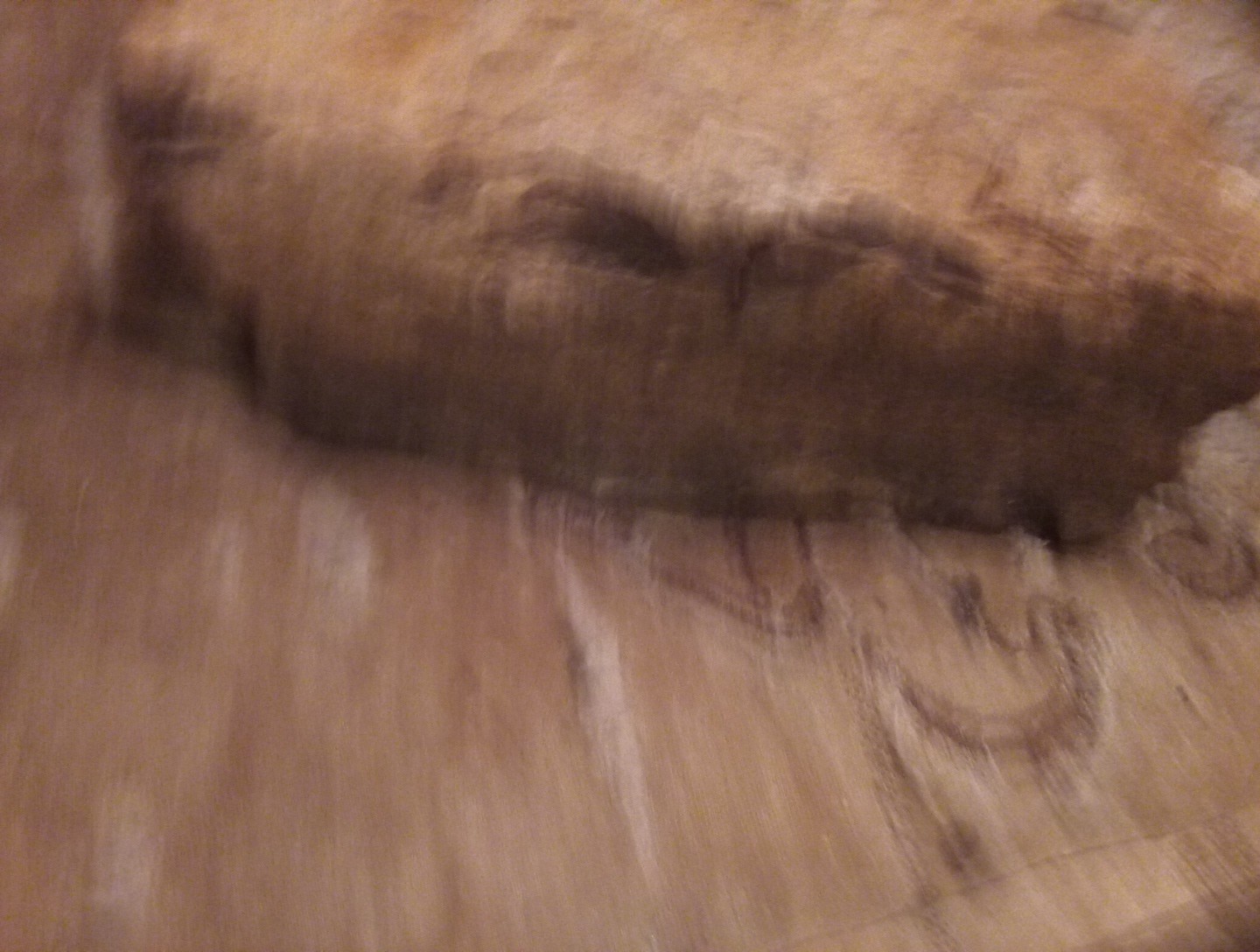 Petrified Wood Rock Specimens Lot of 2 Prehistoric Fossils
